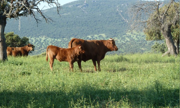 VARA DELREY, ganadería certificada en Bienestar Animal.