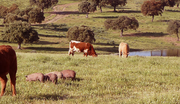 Premio JOVEN AGRICULTOR EMPRENDEDOR